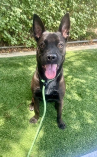 Photo of Tucker, adoptable Labrador Retriever in Chatsworth, California