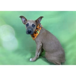 Photo of Blair, adoptable American Bulldog in Ft Lauderdale, Florida