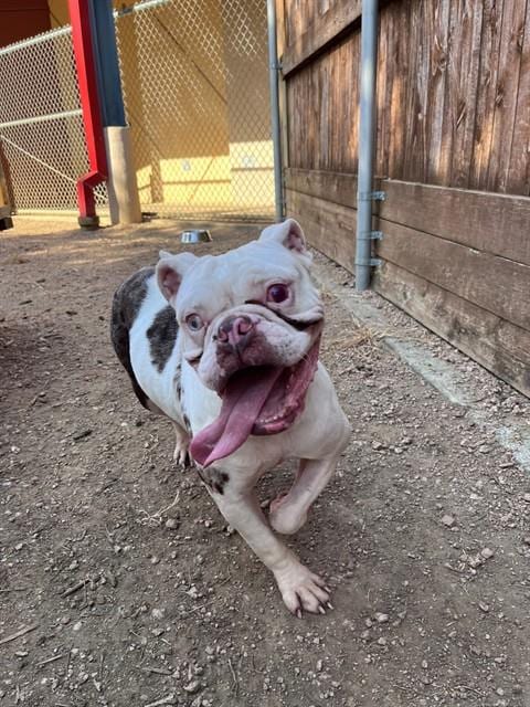 Photo of Betty, adoptable Bulldog in Plano, Texas