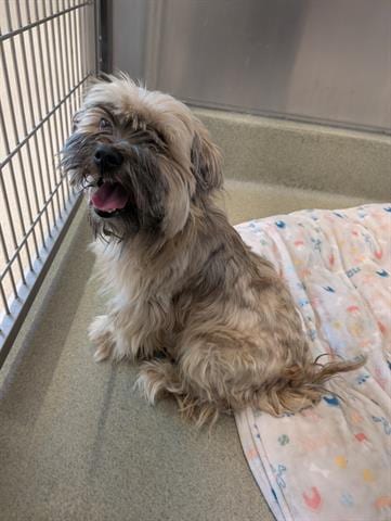 Photo of Brenden, adoptable Shih Tzu in San Martin, California