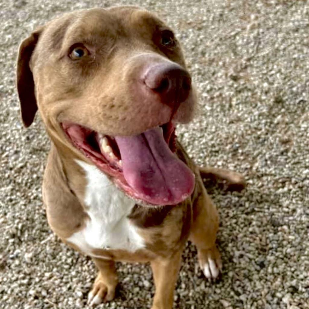 Photo of Reya, adoptable Terrier, American Pit Bull / Catahoula Leopard Dog in Weatherford, Texas