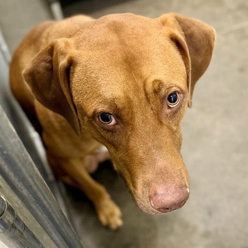 Photo of Lucky, adoptable Redbone Coonhound in Tavares, Florida