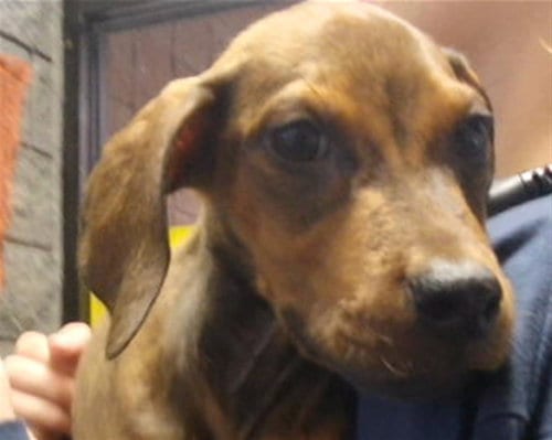 Photo of Autsin, adoptable Redbone Coonhound in Tulsa, Oklahoma