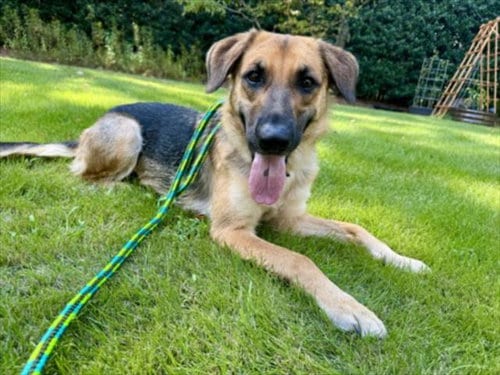 Photo of Glenda, adoptable German Shepherd Dog in Chapel Hill, North Carolina