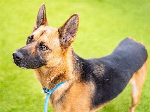 Photo of Moose, adoptable German Shepherd Dog in San Jose, California