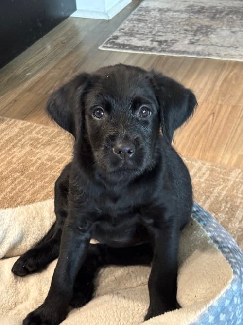 Photo of Amara, adoptable Labrador Retriever in Mooresville, North Carolina