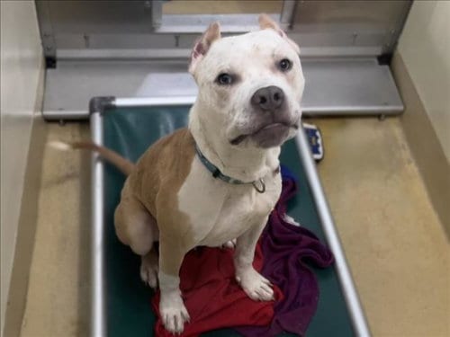 Photo of Speckle, adoptable Pit Bull Terrier in Chapel Hill, North Carolina