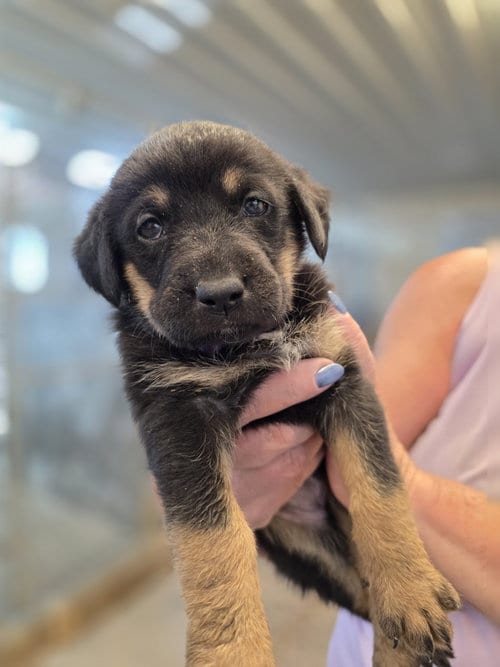 Photo of Tortellini, adoptable German Shepherd Dog in Monte Vista, Colorado