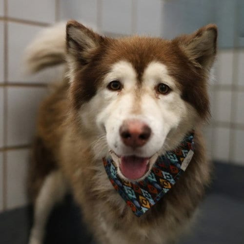 Photo of Samson, adoptable Alaskan Malamute in San Antonio, Texas