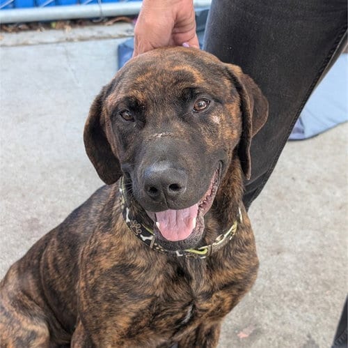Photo of Bowie, adoptable Great Dane in Alameda, California