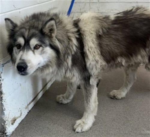 Photo of Porkchop, adoptable Siberian Husky in San Bernardino, California