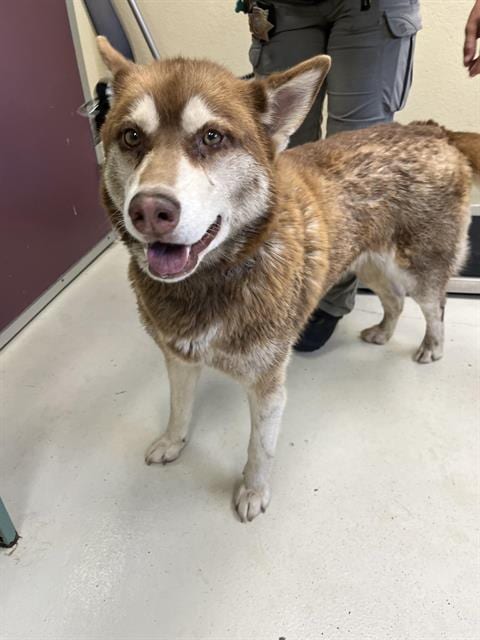 Photo of Luna, adoptable Siberian Husky in Santa Cruz, California