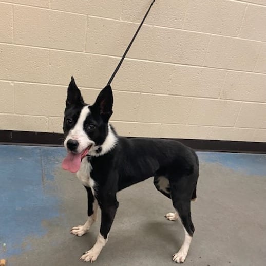 Photo of Daisy, adoptable dog