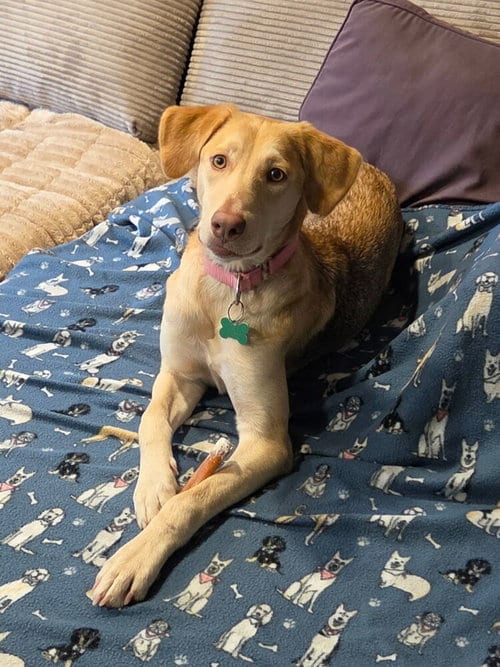Photo of Hazel, adoptable Labrador Retriever in Willingboro, New Jersey