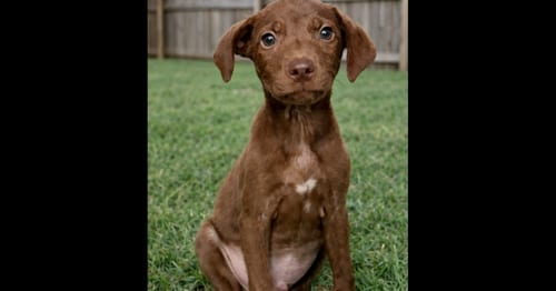 Photo of Presley, adoptable Labrador Retriever in Grovertown, Indiana