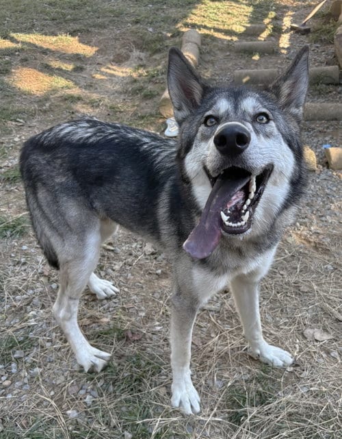 Photo of Balto, adoptable Siberian Husky in Wetumpka, Alabama