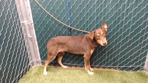 Photo of Charlie Brown, adoptable German Shepherd Dog in Downey, California