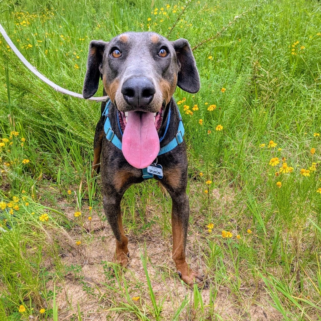 Photo of Spumoni, adoptable Pinscher, Doberman in Wake Forest, North Carolina