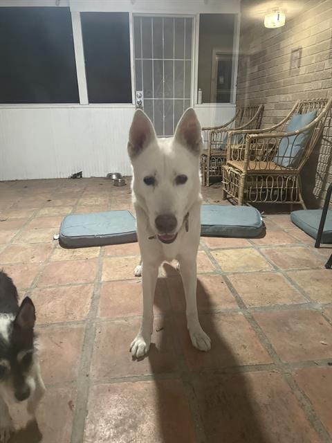 Photo of Nemo, adoptable German Shepherd Dog in San Antonio, Texas