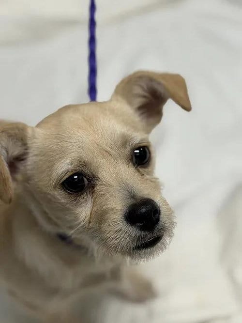 Photo of Mort, adoptable Terrier in Las Vegas, Nevada