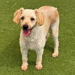 Photo of Jan 8056, adoptable Poodle (Miniature) in Loxahatchee, Florida