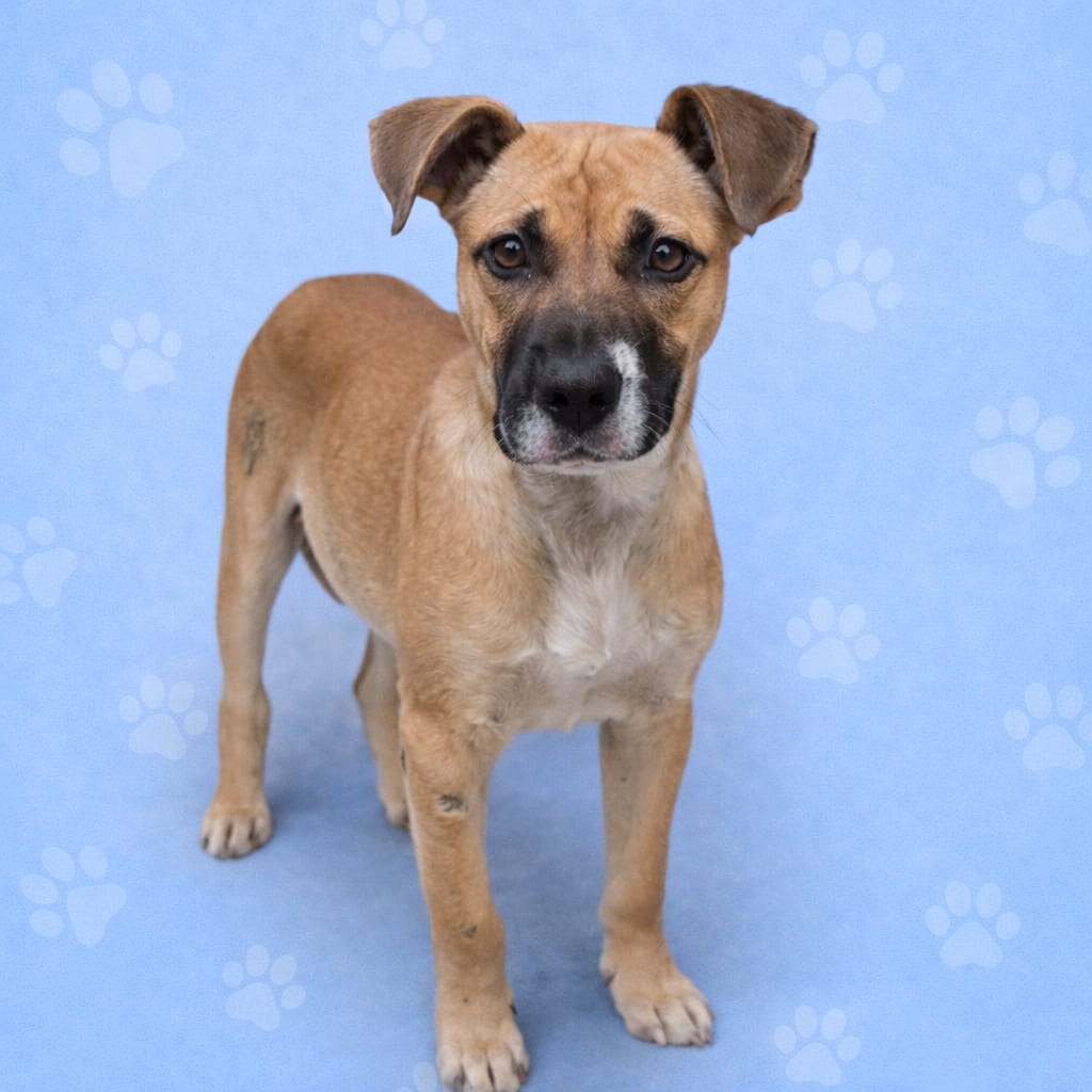 Photo of Honey, adoptable Mixed Breed (Small)