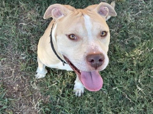 Photo of Alligator, adoptable Pit Bull Terrier in Tulsa, Oklahoma