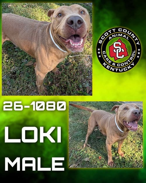 Photo of Loki, adoptable Pit Bull Terrier in Georgetown, Kentucky