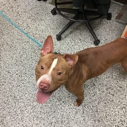 Photo of Jesse, adoptable American Bulldog in Lakeland, Florida