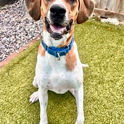 Photo of Dale, adoptable Hound (Unknown Type) in Port St. Joe, Florida