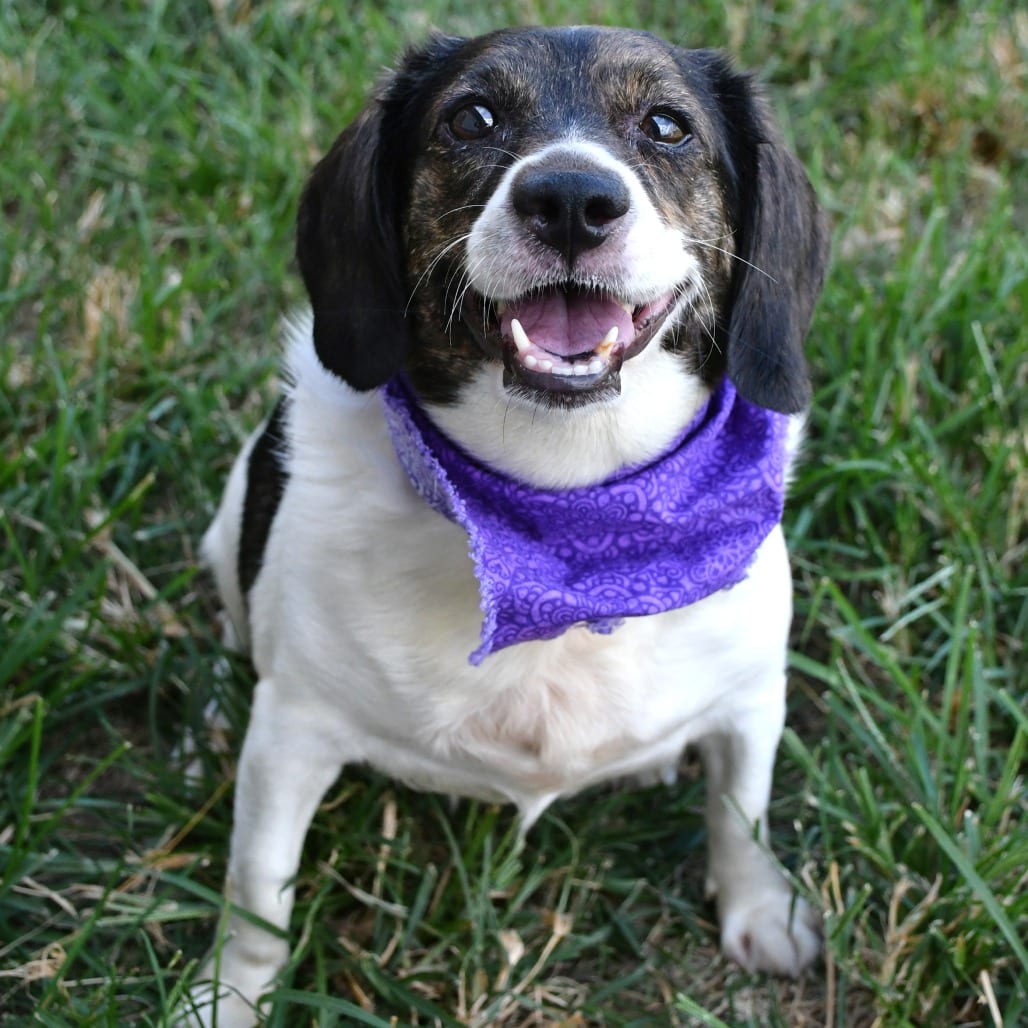 Photo of Trudy, adoptable Beagle in Beaumont, Texas