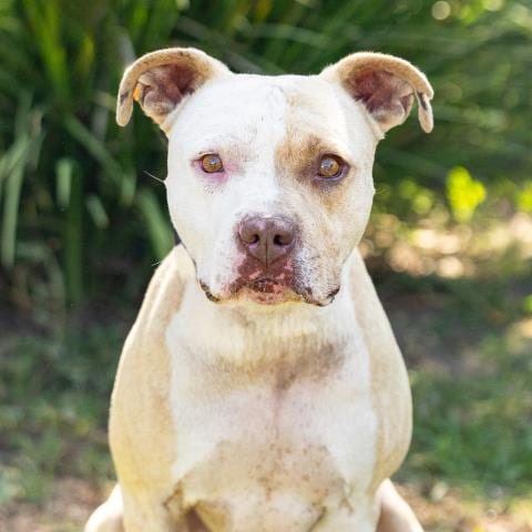 Photo of Rufus, adoptable Pit Bull Terrier in Camarillo, California