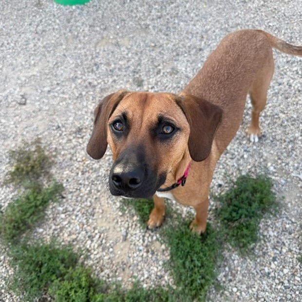 Photo of Chelsea, adoptable Beagle in South Elgin, Illinois