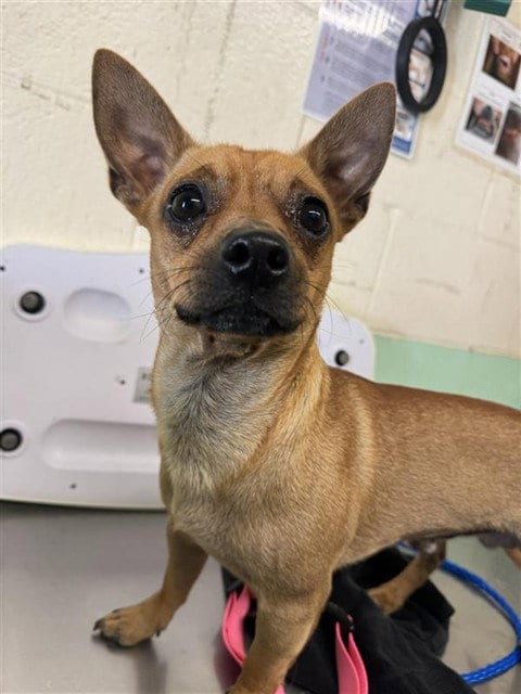 Photo of Papi, adoptable Chihuahua in Sacramento, California