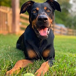 Photo of Shadow, adoptable Hound (Unknown Type) Doberman Pinscher in Waxhaw, North Carolina