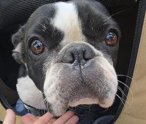 Photo of Chief, adoptable Boston Terrier in San Antonio, Texas