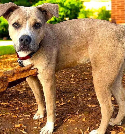 Photo of Sandee, adoptable American Staffordshire Terrier in Fallbrook, California
