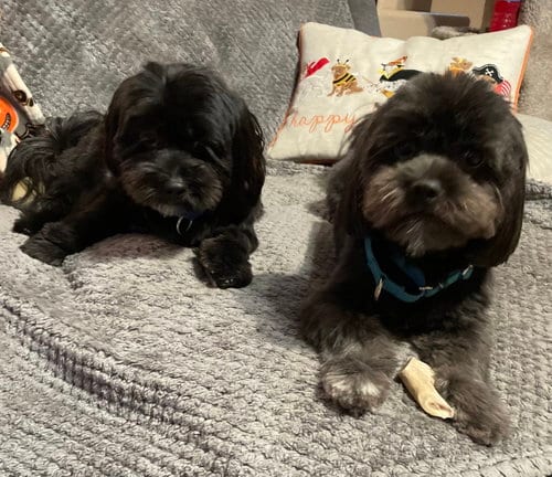 Photo of Teddy & Bear 2, adoptable Shih Tzu in Valrico, Florida