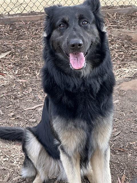 Photo of Smokey, adoptable German Shepherd Dog in Fremont, California