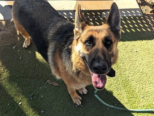 Photo of Astrid, adoptable German Shepherd Dog in Phoenix, Arizona