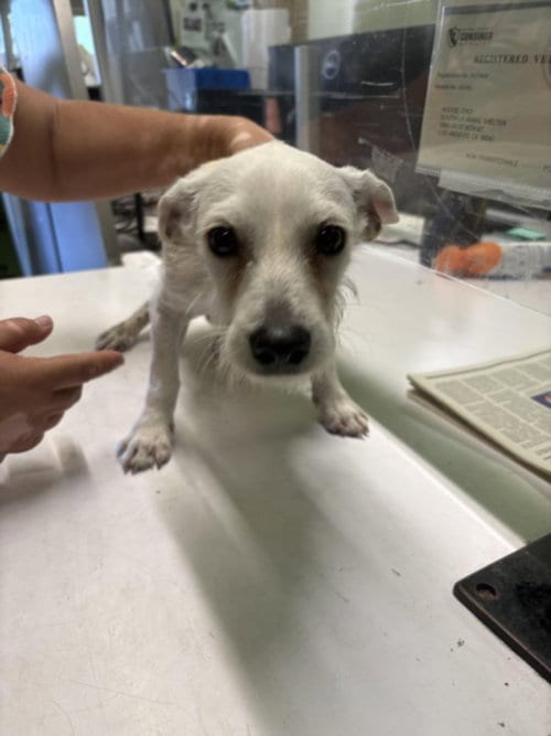 Photo of Scott, adoptable Chihuahua in Los Angeles, California