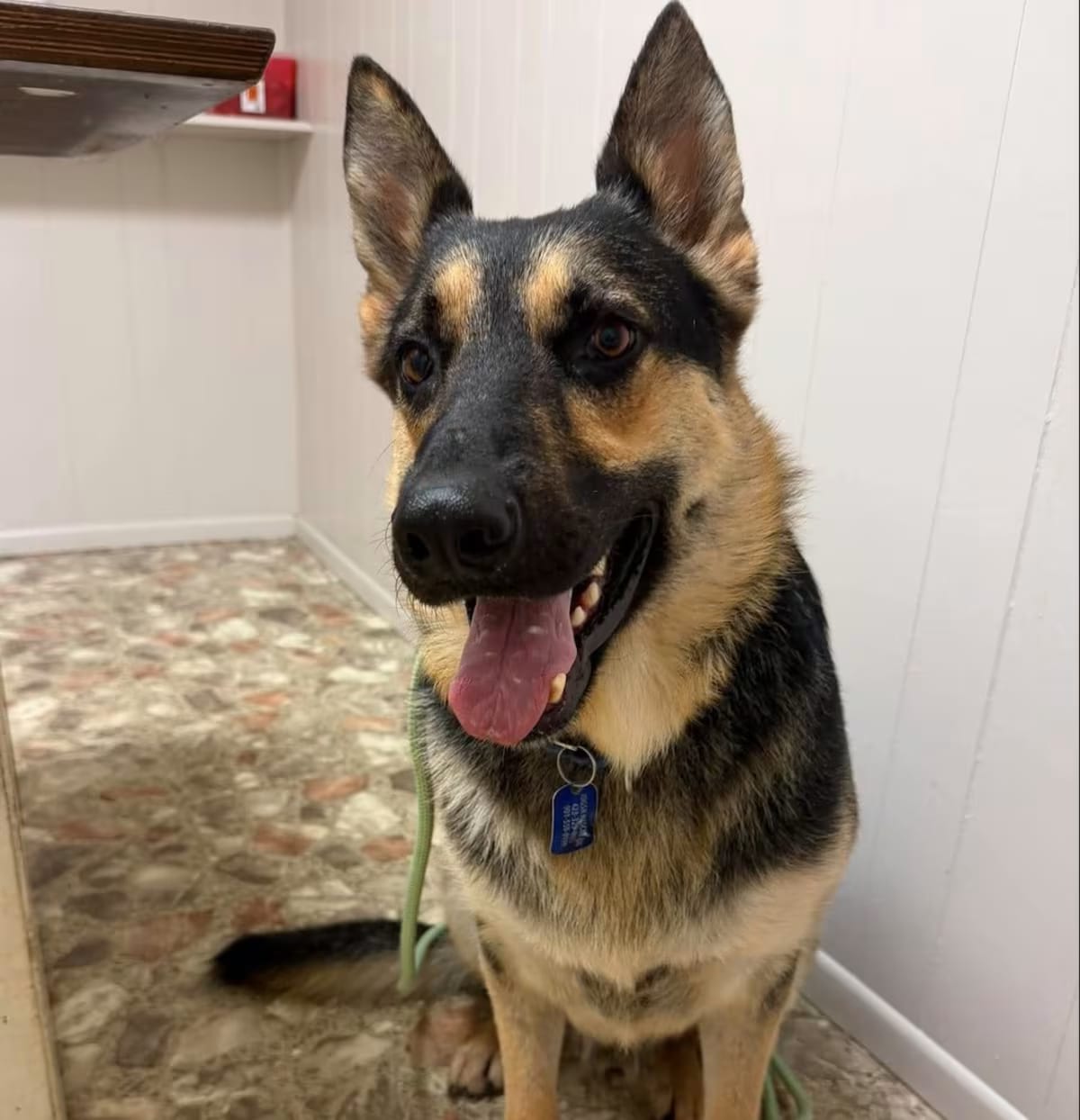 Photo of Satchmo, adoptable German Shepherd Dog in Greeneville, Tennessee