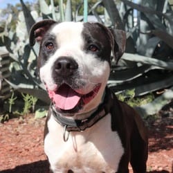 Photo of Mickey JuM, adoptable American Pit Bull Terrier American Bulldog in Hartford, Connecticut