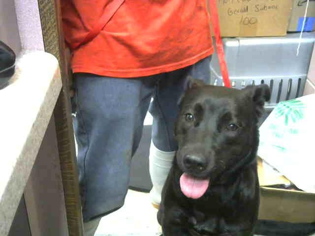 Photo of Smuckers, adoptable Labrador Retriever mix in Chicago Ridge, Illinois