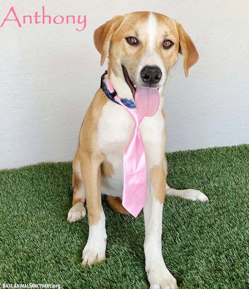 Photo of Anthony, adoptable Labrador Retriever in San Diego, California