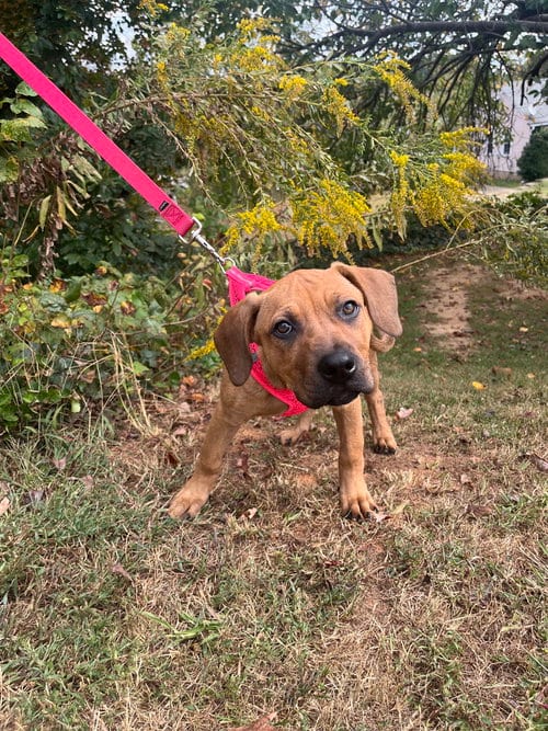 Photo of Circie, adoptable Terrier in Candler, North Carolina
