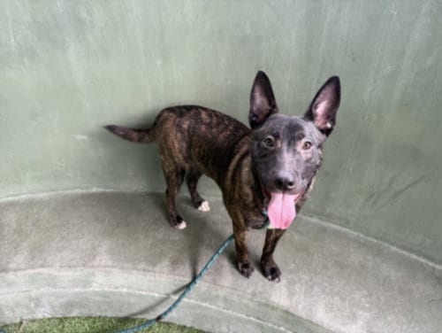 Photo of Tayzon, adoptable German Shepherd Dog in Van Nuys, California