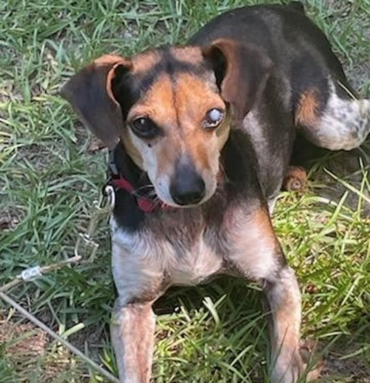 Photo of Willie, adoptable Chihuahua Fox Terrier (Smooth) in Irmo, South Carolina