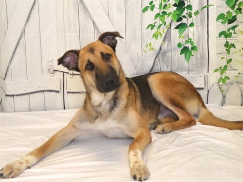 Photo of Baylar, adoptable German Shepherd Dog in Oroville, California