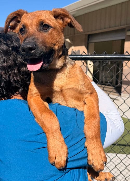 Photo of Neil, adoptable Belgian Shepherd Dog Sheepdog in Salinas, California